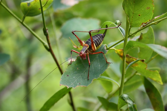 Barbitistes serricauda ???